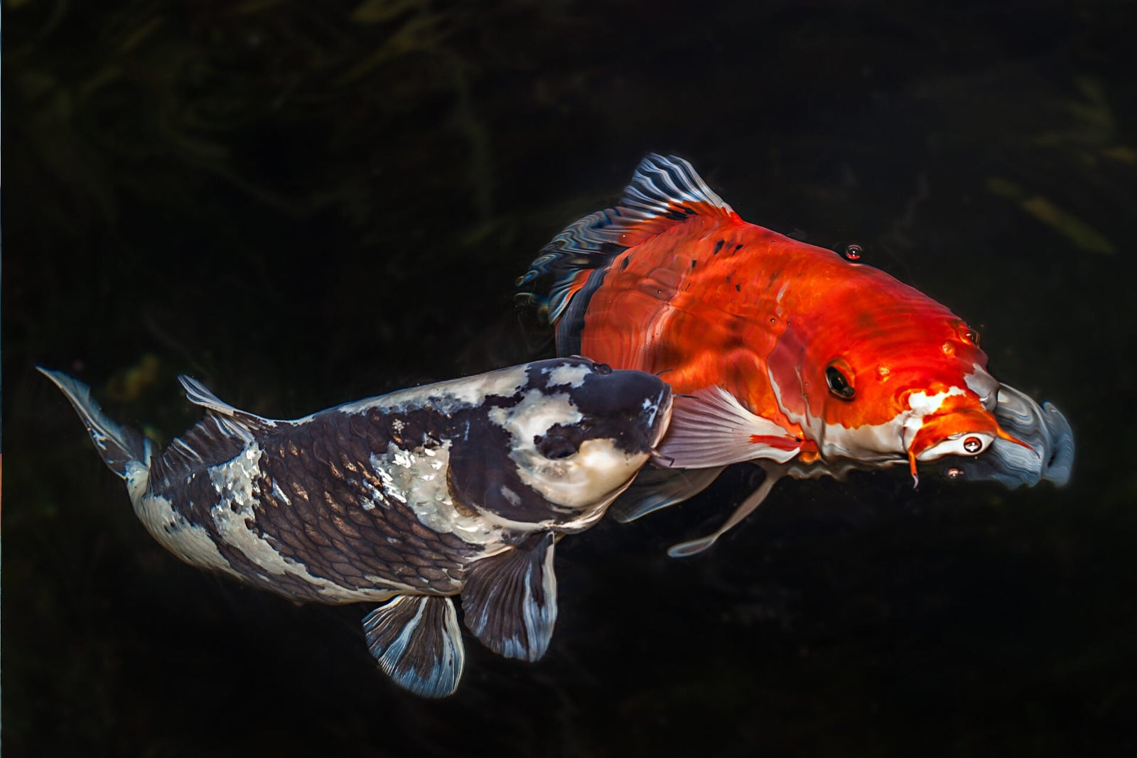 Benefits of low-iron glass for pond glass windows