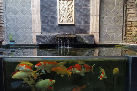 koi pond glass window