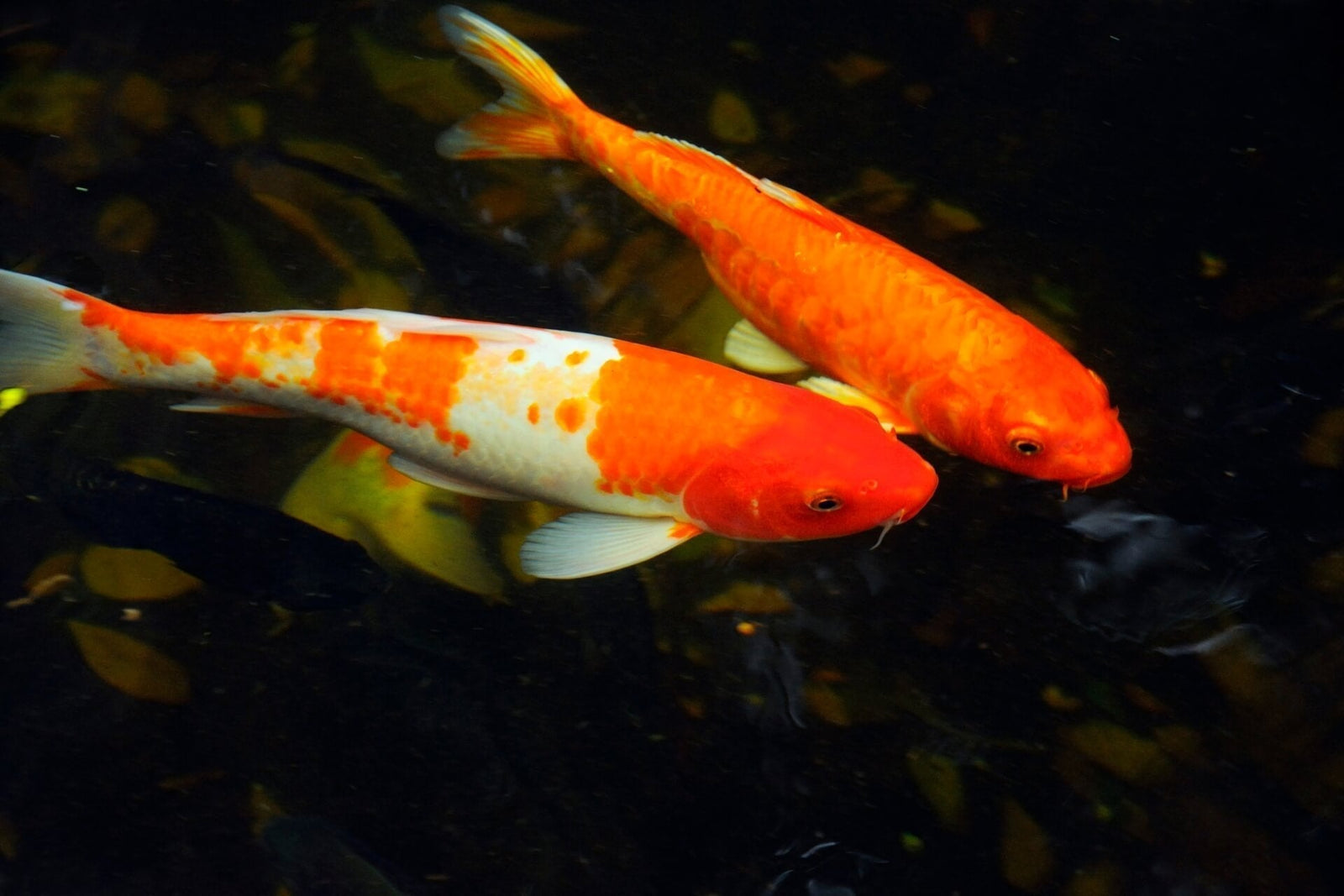 Integrating pond viewing windows into contemporary landscape design