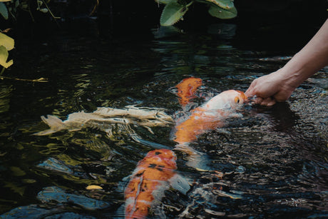 pond viewing windows