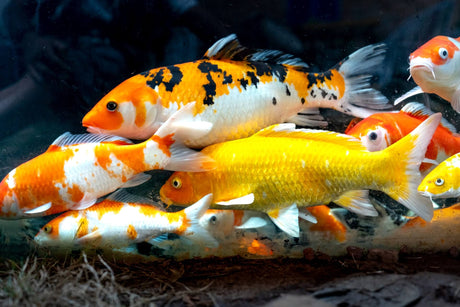 Can a Pond Window Boost Your Home's Appeal And Price?